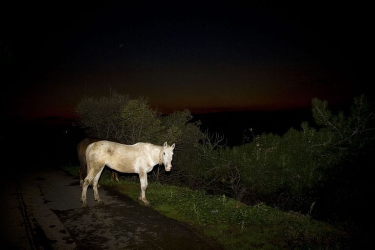 burgazada_ufuksarisen_012